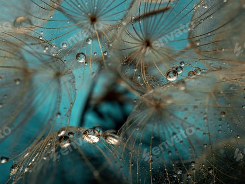 Preview: Abstract dandelion flower background, extreme closeup. Big dandelion on natural background. Art phot