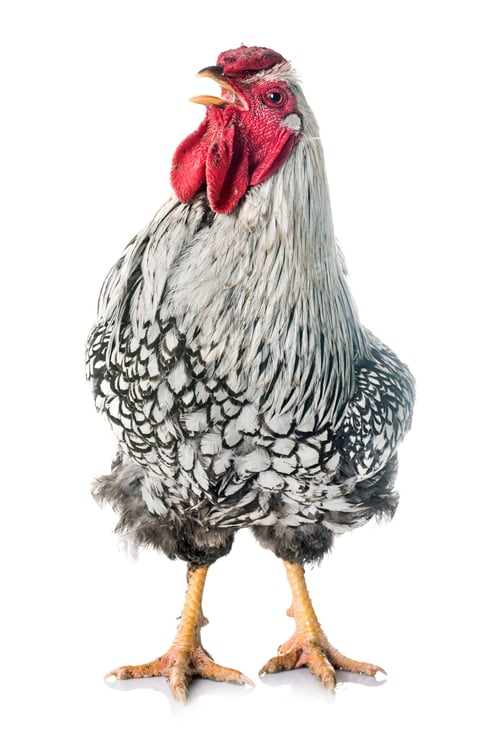 Preview: silver-laced Wyandotte chicken
