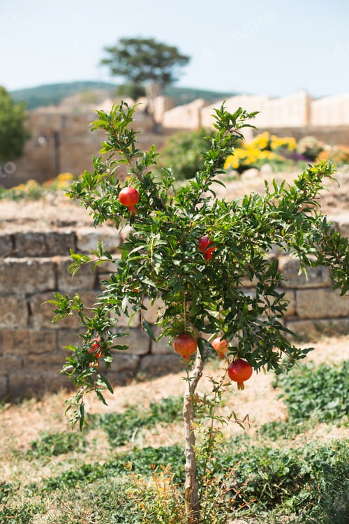 Preview: A ripe red pomegranate is hanging on a branch of a fruit tree. Natural food, eco-friendly, orchard