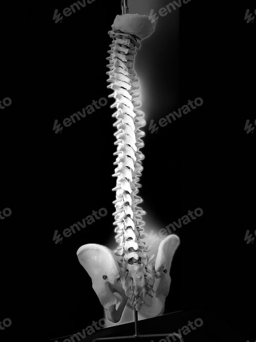 Preview: Skeleton of a human spine and pelvis on a black background.