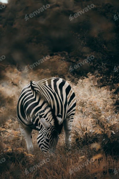 Preview: Zebra in the Kruger National safari park