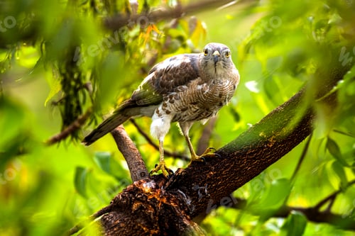 Preview: Eagle eating a freshly caught bird.