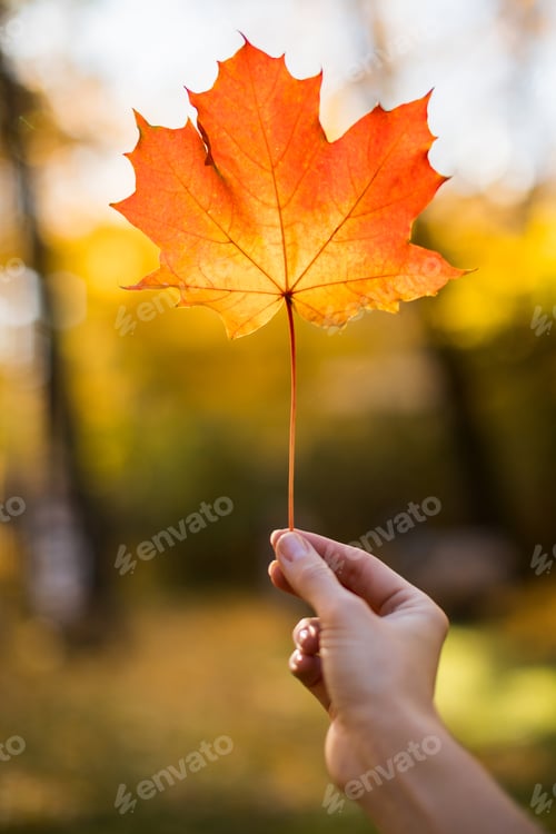 Preview: Female holding a fallen red maple leaf in her hand in sunny autumn day, closeup