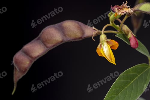 Preview: Pigeon pea plant. Low key studio still life of greenery herb