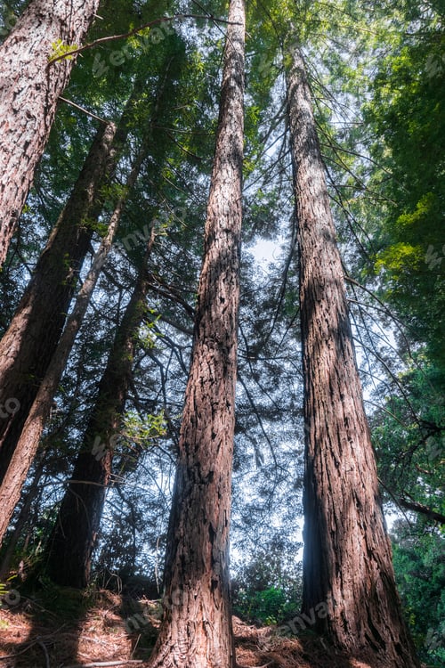 Preview: Redwood trees (Sequoia sempervirens) forest, California