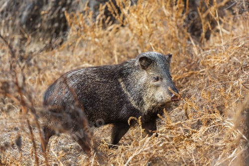 Preview: Wild boar