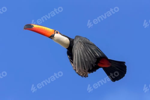 Preview: toucan, bird, colours, tropics