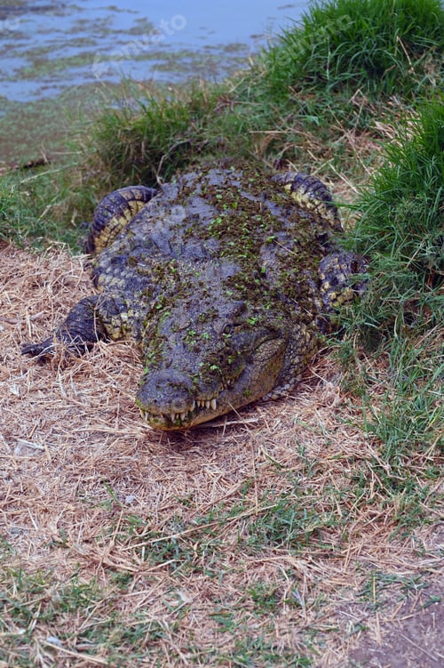 Preview: Nile Crocodile on the ground, at Kalimba Reptile Farm, Lusaka, Zambia