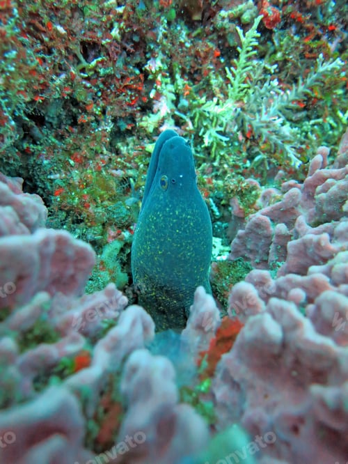 Preview: Giant moray hiding amongst coral reef on the ocean floor, Bali.