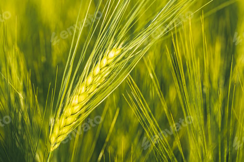 Preview: Green wheat on the field in spring. Selective focus, shallow DOF background.