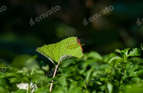 Preview: Natural background