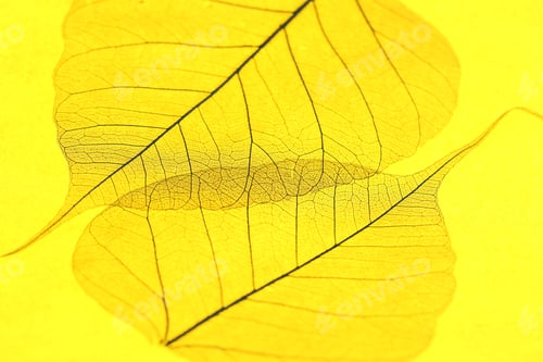 Preview: Beautiful skeleton leaves on yellow background, macro view
