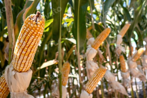Preview: Corn cobs in corn plantation field.