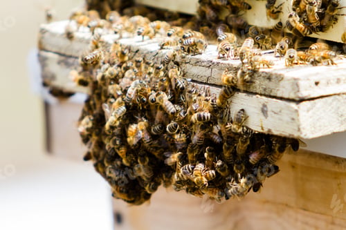 Preview: Beekeeping