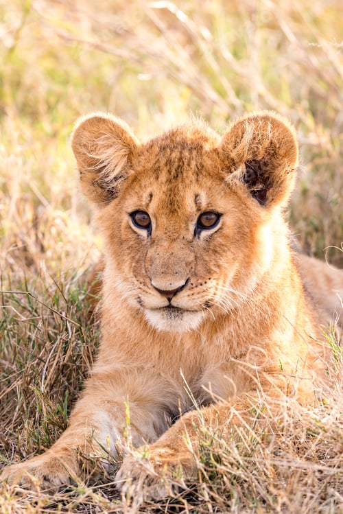 Preview: Lion Lioness Cub Wild Cat Big Five Wildlife Animals