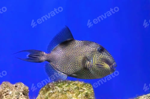 Preview: Yellow Spotted Or Blueline Triggerfish, Pseudobalistes Fuscus Swimming In Blue Water