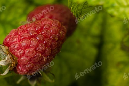 Preview: Ripe raspberry berries ripened on a branch in the forest. a few pink berries hang on a branch