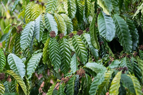 Preview: Coffee trees plantation. Organic coffee growing in tropical garden.