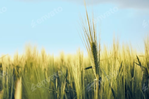 Preview: Ears of young green rye in the field. Rural landscapes in sunset sunlight against a blue sky