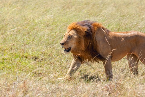 Preview: lion close up against grass background