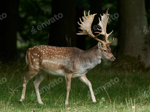 Preview: Fallow deer (Dama dama)