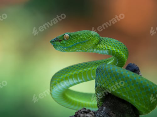 Preview: Trimeresurus bararti