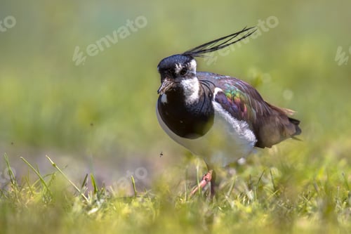 Preview: Northern lapwing walking in grassland habitat
