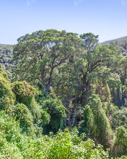 Preview: Grootrivier Pass Indigenous Forest