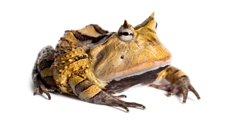 Preview: Argentine Horned Frog, Ceratophrys ornata, isolated on white