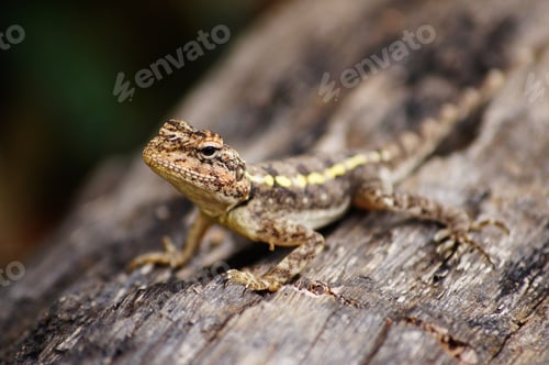 Preview: Lizard on the rock