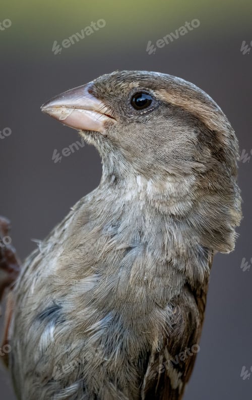 Preview: Close-up of a sparrow perched on a wooden post