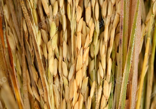 Preview: paddy seeds rice