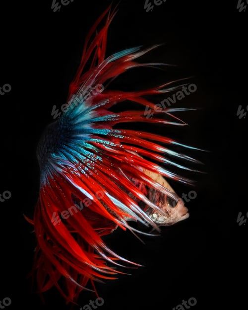 Preview: betta fish