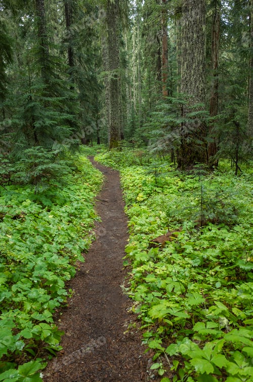 Preview: The Pacific Crest Trail extends through, lush and green forest, Gifford Pinchot National Forest,