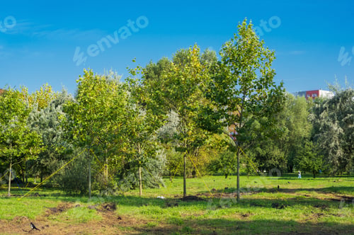 Preview: Trees stabilized with ropes at a park