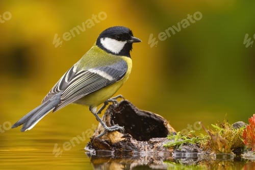 Preview: Colorful Great tit sitting on wood above weter pond