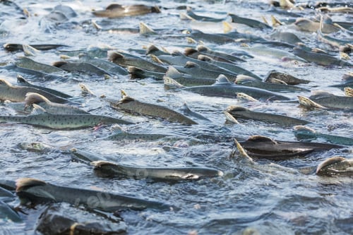 Preview: Salmon spawning