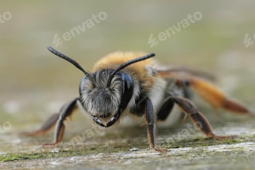 Preview: Facial closeup on a female of the Grey-gastered mining bee, Andrena tibialis sitting on wood