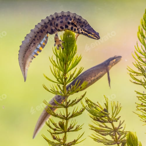Preview: Common newt amhibian in freshwater habitat