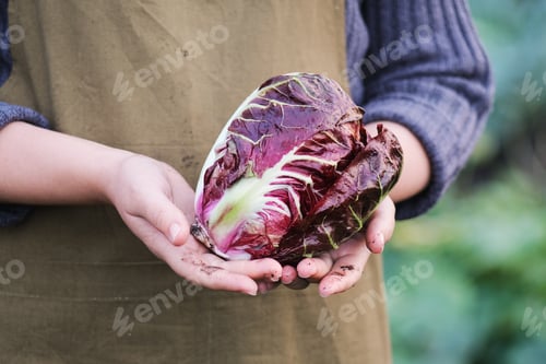 Preview: Woman holding home grown radicchio