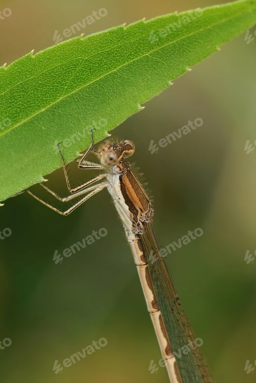 Preview: Natural closeup on a Common winter damselfly, Sympecma fusca hanging on a green leaf