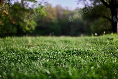 Preview: Green grass desktop screensaver, ecology and care for the environment