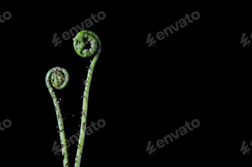 Fresh Green Fern Fronds Against a Dark Backdrop
