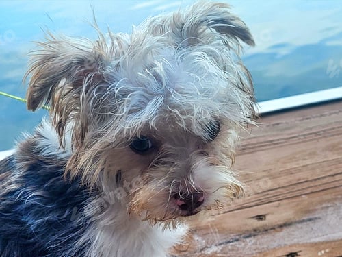 Preview: Cute shorkie puppy thinking about jumping into the lake.