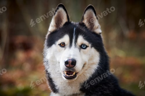 Preview: Siberian Husky dog portrait with blue eyes and gray coat color, cute sled dog breed