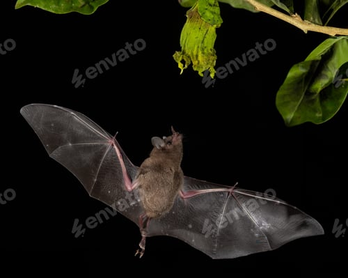 Preview: Bat in the Rainforest of Costa Rica