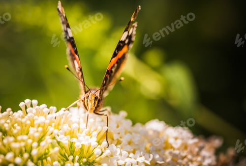 Preview: Closeup of Vanessa atalanta, the red admiral or, the red admirable butterfly on flower