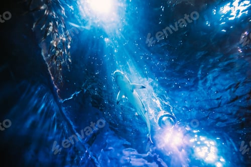 Preview: Shark Swimming In Aquarium. Bottom View Of Fish In Motion