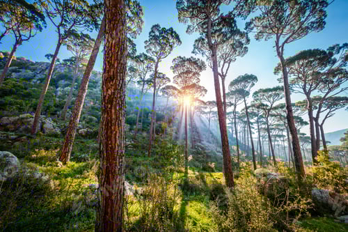 Preview: Beautiful sunny day in the forest