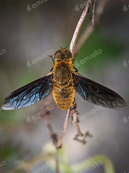 Preview: Closeup of a yellow bee resting on a tree branch